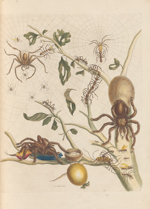 Dissertation sur la generation et les transformations des insectes de Surinam Pl.50