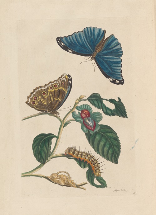 Dissertation sur la generation et les transformations des insectes de Surinam Pl.51