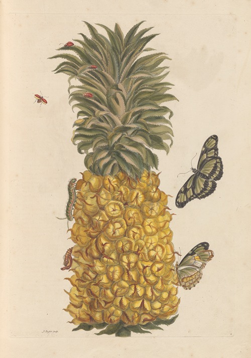 Dissertation sur la generation et les transformations des insectes de Surinam Pl.52