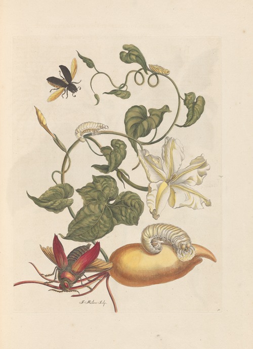Dissertation sur la generation et les transformations des insectes de Surinam Pl.56