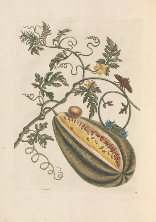 Dissertation sur la generation et les transformations des insectes de Surinam Pl.57