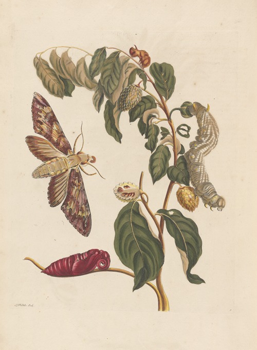 Dissertation sur la generation et les transformations des insectes de Surinam Pl.58
