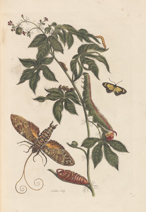 Dissertation sur la generation et les transformations des insectes de Surinam Pl.62
