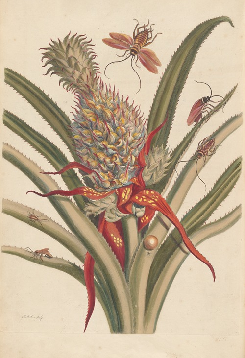 Dissertation sur la generation et les transformations des insectes de Surinam Pl.64