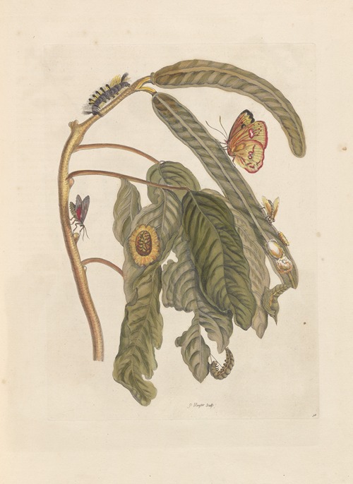 Dissertation sur la generation et les transformations des insectes de Surinam Pl.65