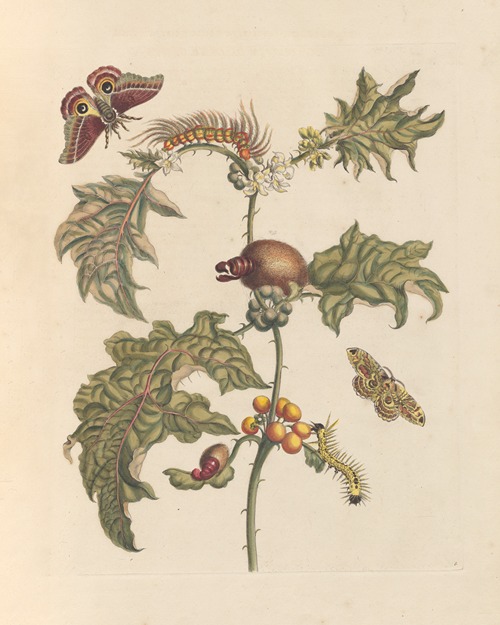 Dissertation sur la generation et les transformations des insectes de Surinam Pl.67