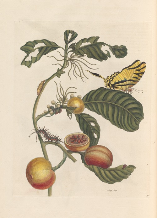 Dissertation sur la generation et les transformations des insectes de Surinam Pl.69