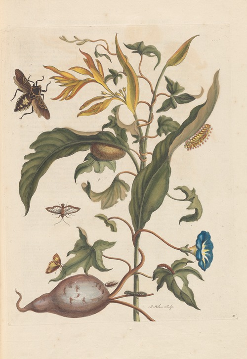 Dissertation sur la generation et les transformations des insectes de Surinam Pl.70