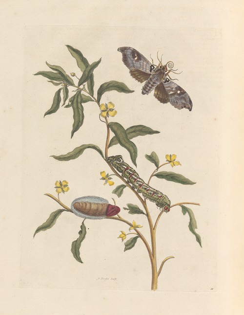 Dissertation sur la generation et les transformations des insectes de Surinam Pl.71