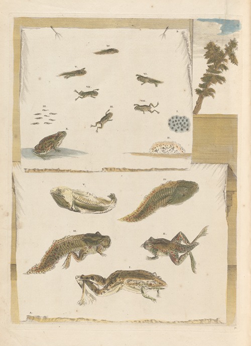 Dissertation sur la generation et les transformations des insectes de Surinam Pl.72