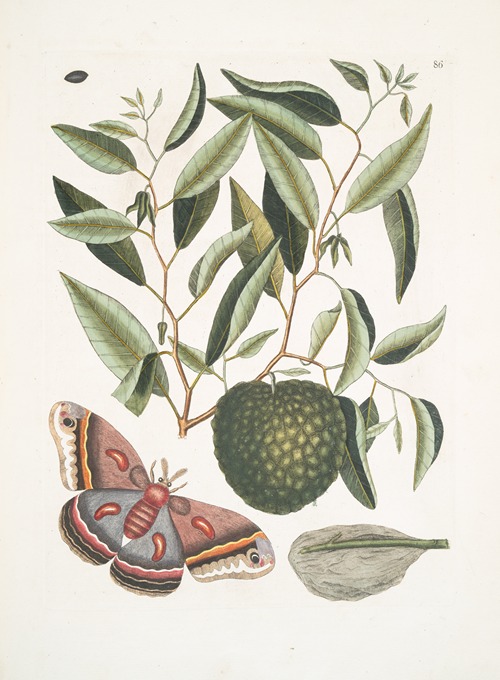 Anona maxima &c.; Phalæna magna, The largest Carolina Moth; The Caterpillar of this Moth.