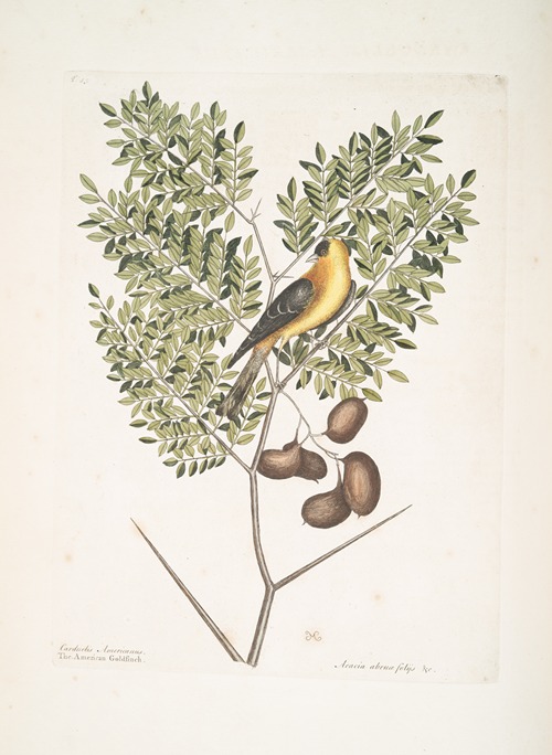 Carduelis Americanus, The American Goldfinch; Acacia abruoe foliis &c., Acacia.