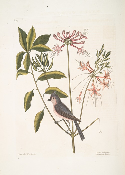 Cistus flore Periclymini, The Upright Honysuckle; Parus cristatus, The crested Titmous.