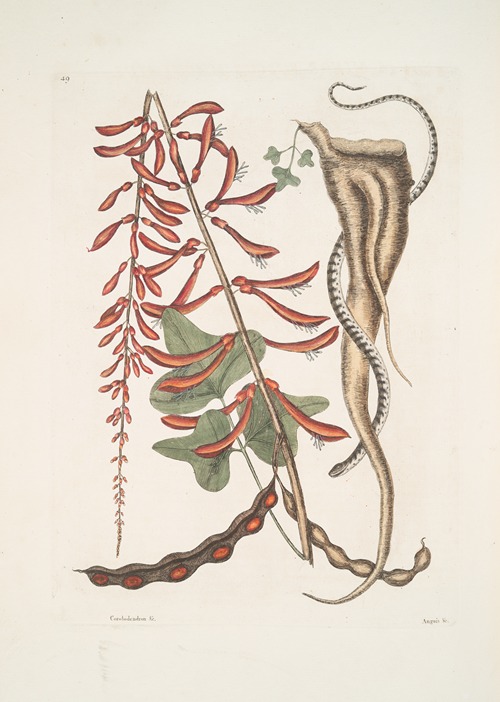 Corallodendron &c., Anguis minor fuscus maculatus, The little brown Bead-Snake.