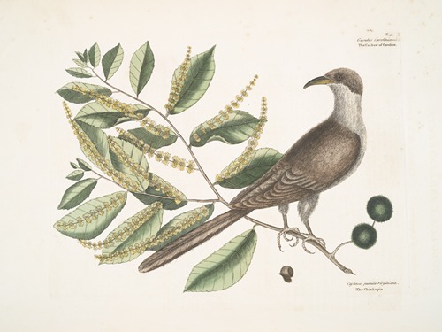 Cuculus Caroliniensis, The Cockow of Carolina; Castinea [Castanea] pumila Virginiana.