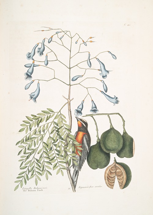 Fringilla Bahamiensis, The Bahama Finch; Bignonia flore coeruleo, The broadleafed Guaiacum with blue flowers.
