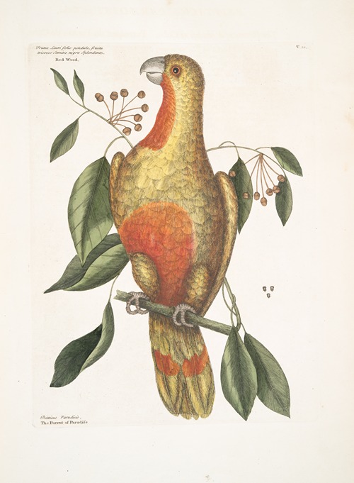 Frutex Lauri folio pendulo, fructu tricocco, semine nigro splendente, Red Wood; Psitticus Paradisis, The Parrot of Paradise.