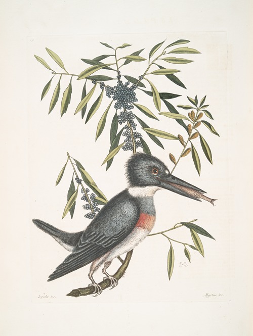 Ispida &c., The King-Fisher; Myrtus &c., The narrow-leaved Candle-berry Myrtle.