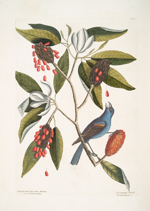 Magnolia Lauri folio, Subtus albicante, The Sweet flowring Bay; Coccothraustes coeruleus, The blew Grosbeak.