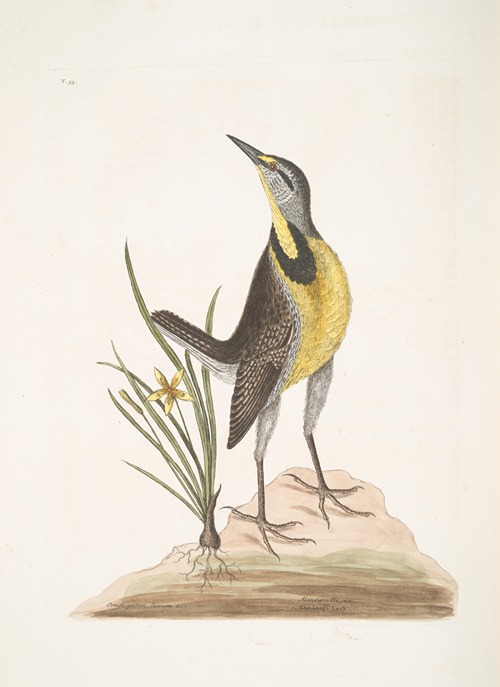Ornithogalum liteum &c., The Little yellow Star-Flower; Alauda Magna, The large Lark.