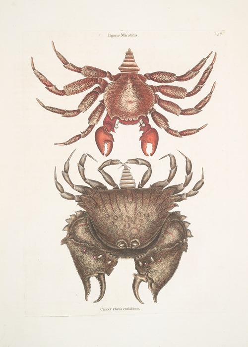 Pagurus Maculatus, The res mottled Rosk-Crab; Cancer chelis crassissimis, The rough-shell’d Crab.