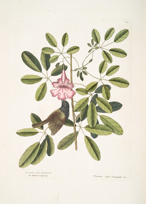 Passerculus bicolor Bahamiensis, The Bahama Sparrow; Bignonia Arbor Pentaphylla, Plum Cat.
