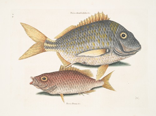 Perca rhomboidalis &c., The Pork Fish; Perca Piunis [pinnis] &c., The Schoolmaster.