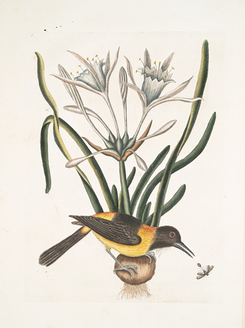 Pica luteo-nigra varia, The Yellow and Black Pye; Lilio-Narcissus Polianthus; Vespa Ichneumon coerulea.