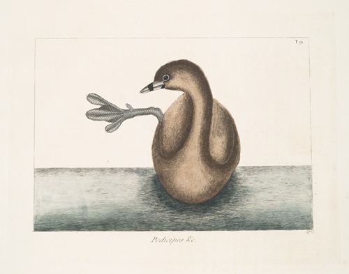 Podicipes &c. [Prodicipes minor], The Pied-Bill Dopchick.