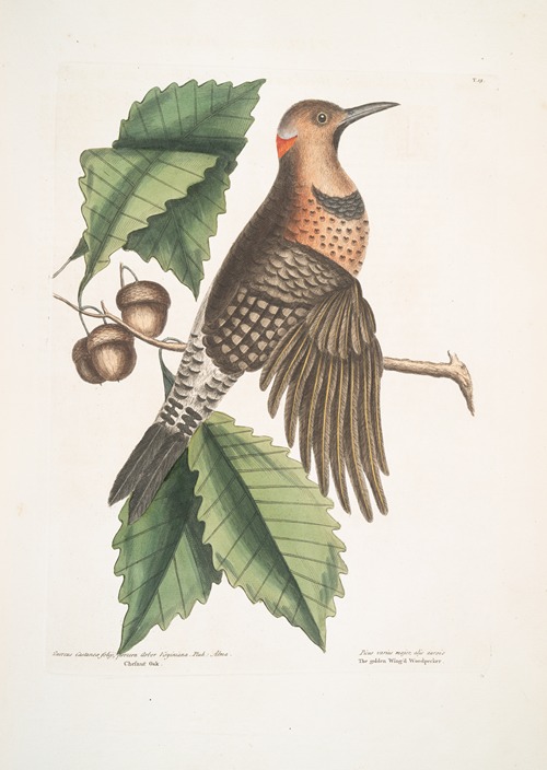 Quercus Castanea foliis, procera Arbor Virginiana, Chesnut Oak; Picus carius major, alis aureis, The golden Winged Woodpecker.