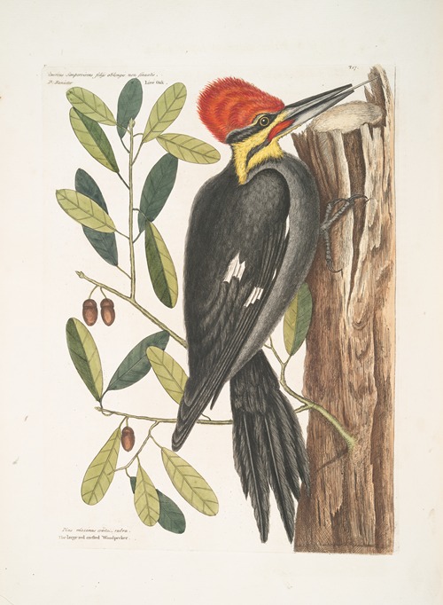 Quercus sempervirens foliis oblongis non sinuatis, Live Oak; Picus maximus crista-tubra, The large red crested Woodpecker.