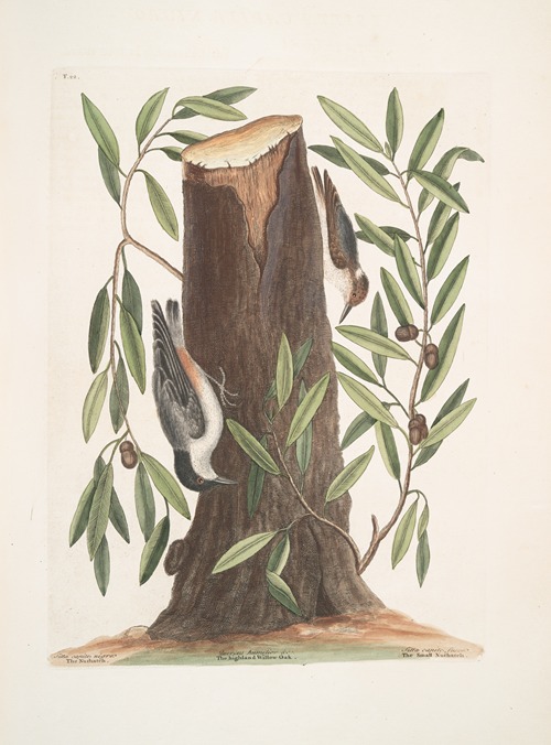 Sitta capite nigro, The Nuthatch; Luercus humilior, The Highland Willow Oak; Sitta capite fusco, The Small Nuthatch.