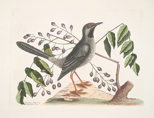 Teribinthus major Betule cortice, fructu triangulari, The Gum-elimy Tree; Turdus viscivorus plumbeus, The Red-legged Thruth.