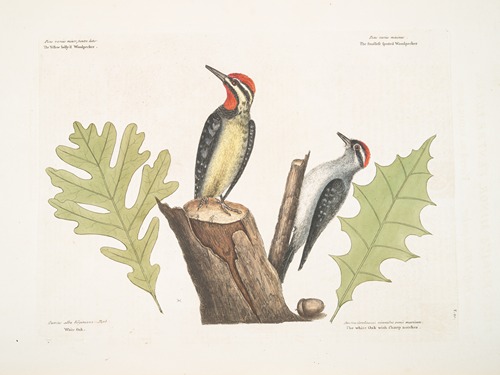 The Yellow-bellied Woodpecker; The smallest spotted Woodpecker; White Oak; The White Oak with sharp notches.