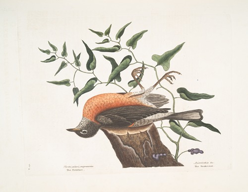 Turdus pilaris migratorius, The Fieldlfare of Carolina; Aristolochia pistolochia &c., The Snake-root of Virginia.