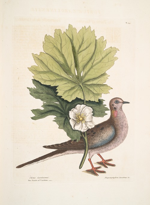 Turtur Caroliniensis, The Turtle of Carolina; Anapodophyllon Canadense &c. , The May Apple.