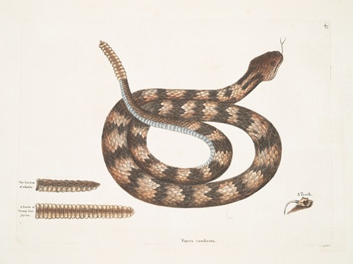 Vipera caudisona, The Rattle-Snake; The Section of a Rattle; A Rattle of Twenty-four joynts; A Tooth.