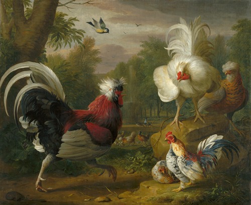 The Cockrel’s Fight