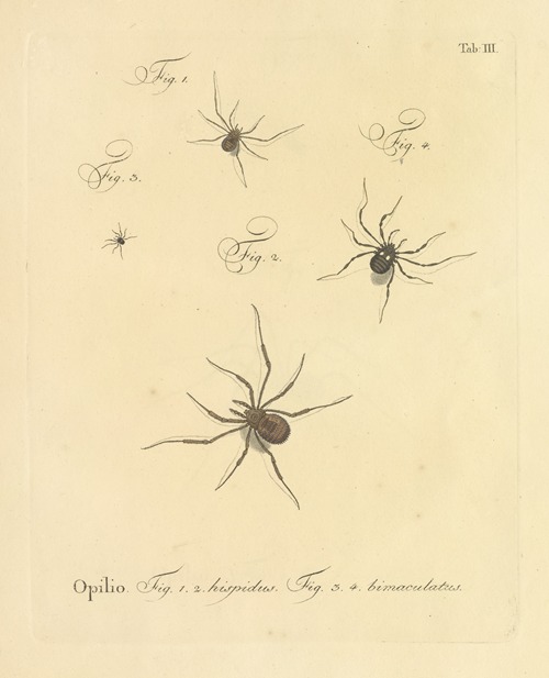 Natursystem der ungeflügelten insekten Pl.09