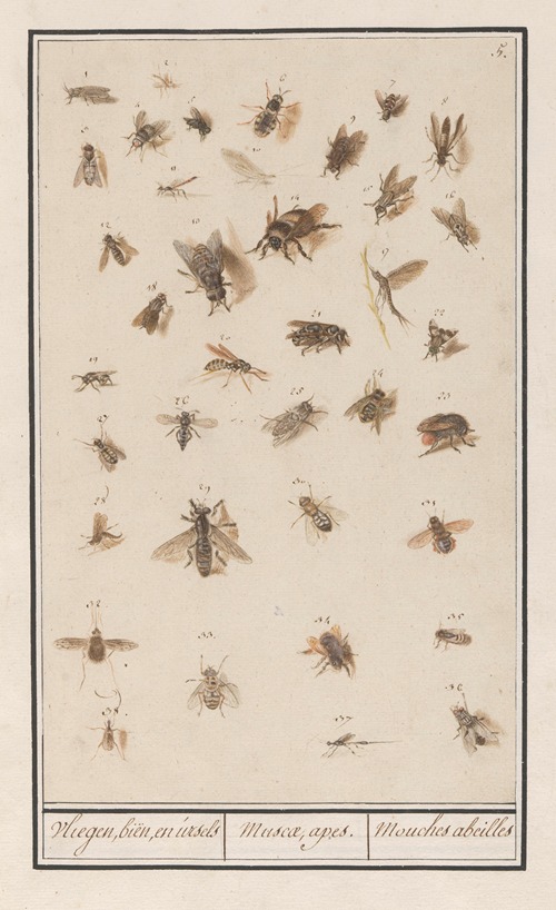 38 gevleugelde insecten Blad met achtendertig gevleugelde insecten Vliegen, biën, en ursels Muscae, apes. Mouches abeilles