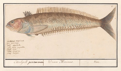 Baarsachtige (Perciformes), mogelijk een pieterman (Trachinus) Etterlijnk. pieterman Draco Marinus. Vive