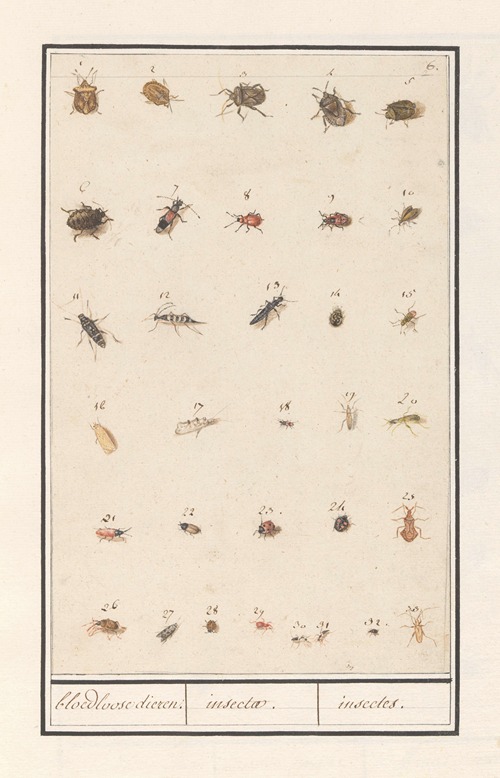 Blad met drieëndertig insecten bloedloose dieren. insectae. insectes.