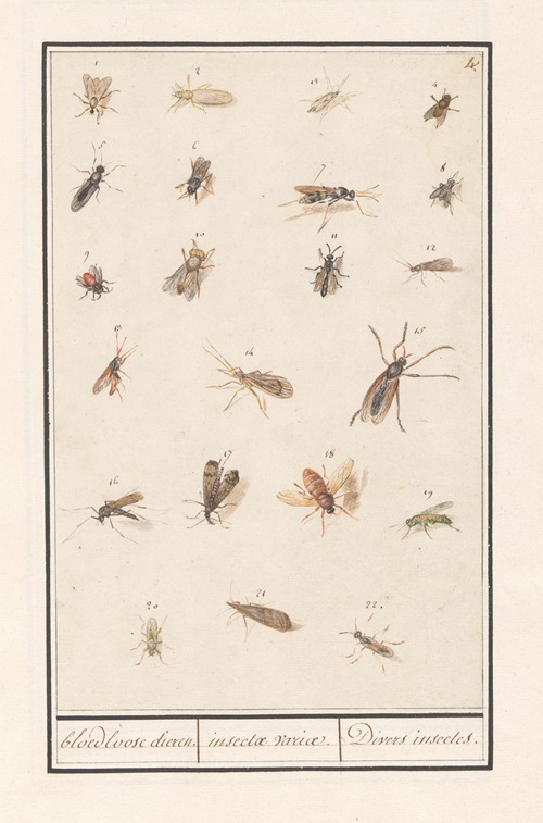 Blad met tweeëntwintig gevleugelde insecten bloedloose dieren. insectae variae. Divers insectes.
