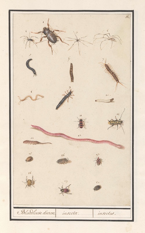 Blad met verschillende insecten en spinnen Bloedloose dieren. insectae. insectes