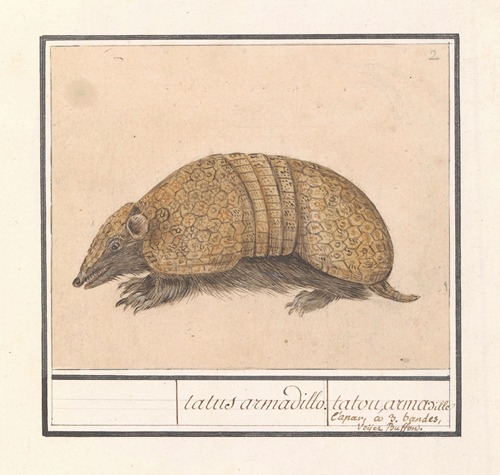 Kogelgordeldier (Tolypeutes matacus) tatus armadillo. tatou, armadille l’apar, co 3. bandes, voyez Buffon