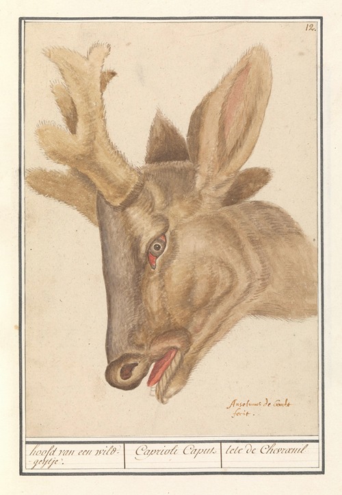 Kop van een hert (Cervidae) hoofd van een wild-geijtje. Caprioli Caput tete de Chevraeuil