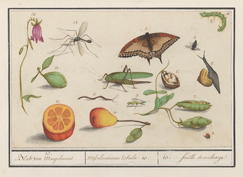 Natuurhistorische ensemble (nr. 10) 10. Blad van Mengelmoes Miscelaniorum tabula 10. 10. feuille de melange