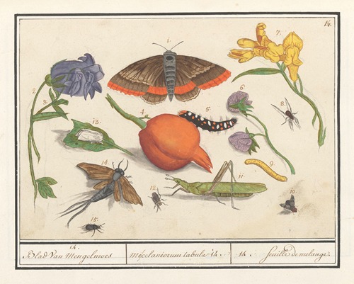Natuurhistorische ensemble (nr. 14) 14. Blad van Mengelmoes Miscelaniorum tabula 14. 14. feuille de melange