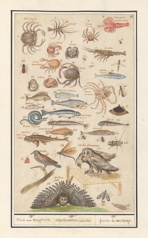Natuurhistorische ensemble (nr. 19) 19e. Blad van Mengelmoes 19. miscelaniorum tabula. 19e. feuille de melange