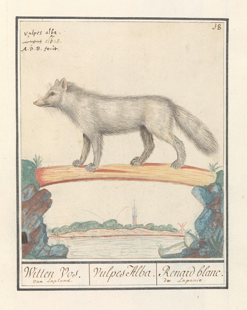 Poolvos (Vulpes lagopus) Witten Vos. Vulpes Alba. Renard blanc. de Laponie